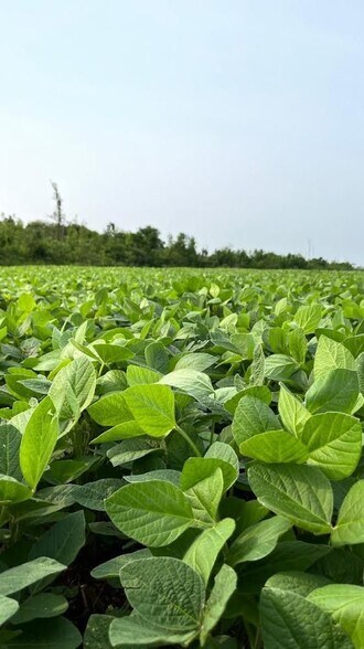 Terrain dans Departamento de Canindeyu-Paraguay, Canindeyu à vendre - Aérien - Image 1 de 7