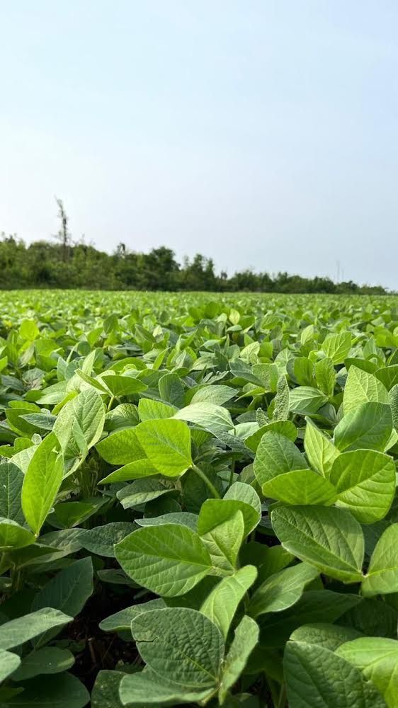 Land in Departamento de Canindeyu-Paraguay, Canindeyu for sale Aerial- Image 1 of 8