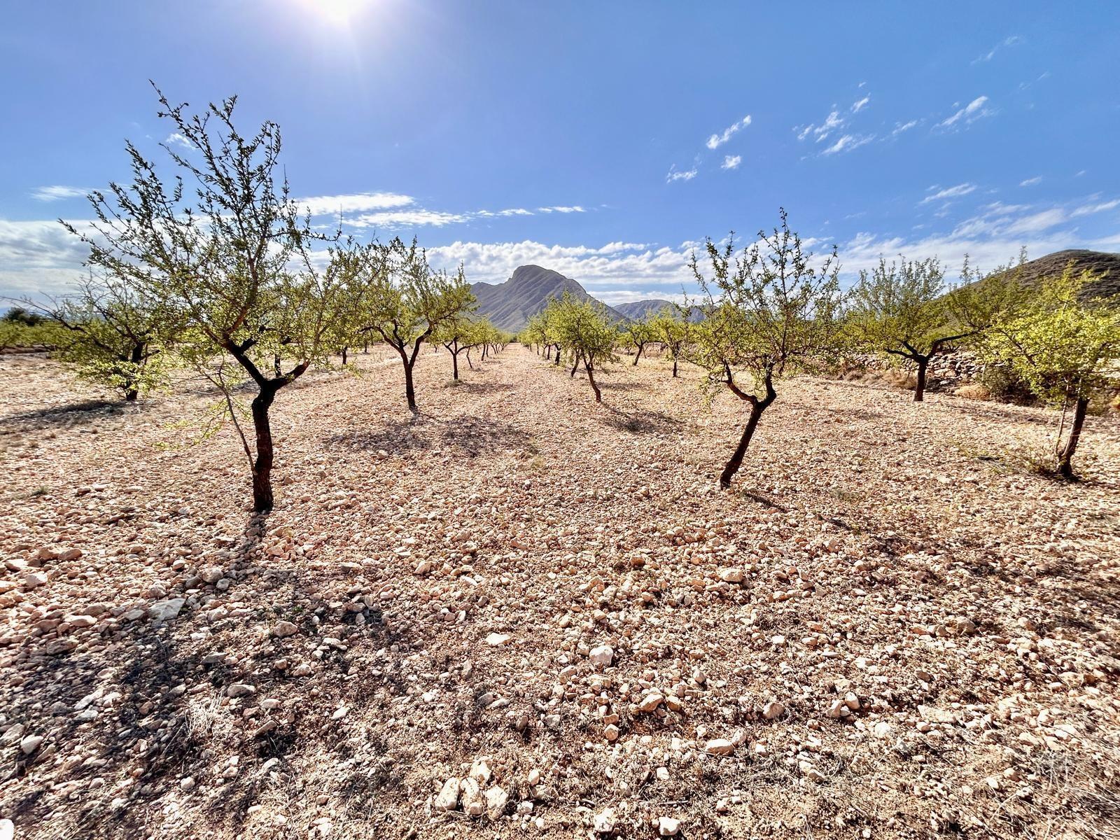 Land in Orihuela, Alicante for sale Building Photo- Image 1 of 3