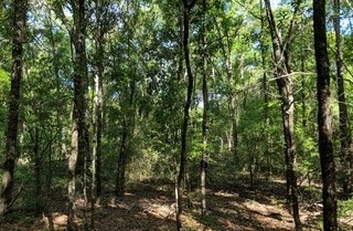 Bob Miller Rd, Crawfordville, FL for sale Primary Photo- Image 1 of 1