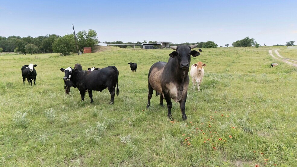 51 County Road 436, Thrall, TX à vendre - Photo du bâtiment - Image 3 de 78