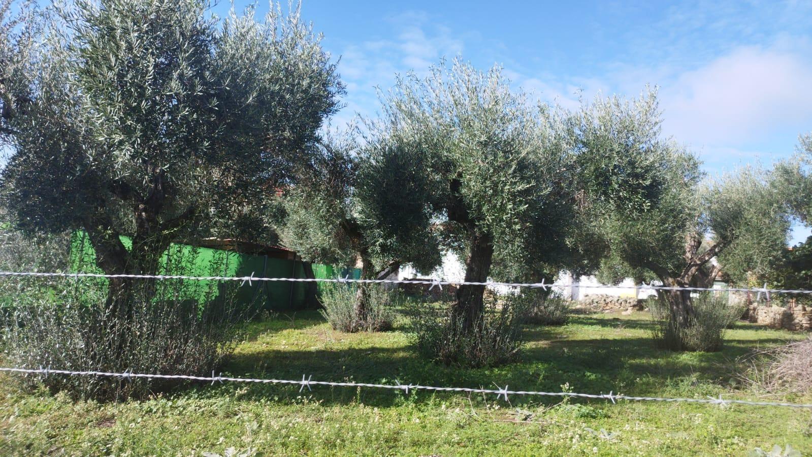 Land in Aldea del Cano, Cáceres for sale Primary Photo- Image 1 of 7