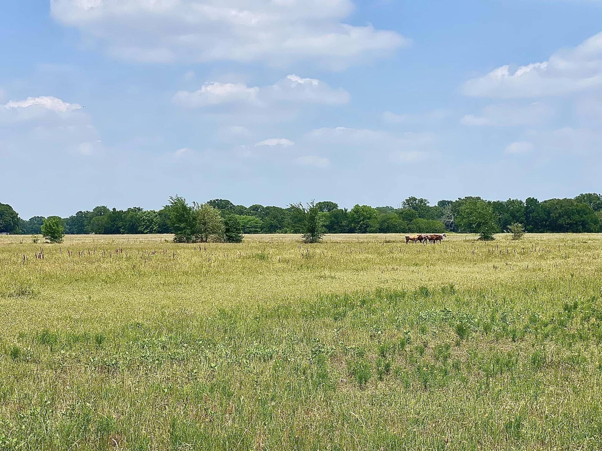 12053 S State Hwy 34, Scurry, TX à vendre Photo principale- Image 1 de 11