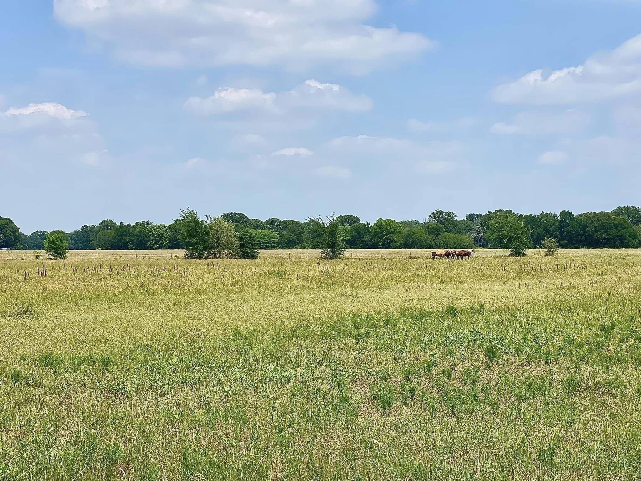 12053 S State Hwy 34, Scurry, TX for sale Primary Photo- Image 1 of 11