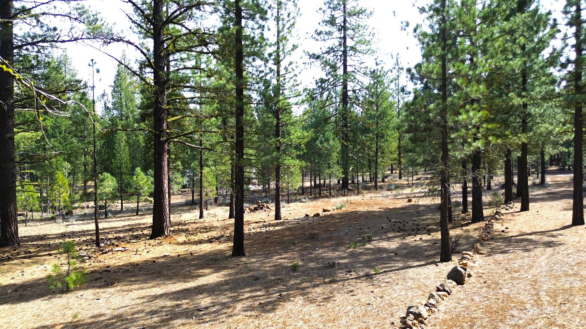 42451 Blue Heron cir, Old Station, CA for sale Primary Photo- Image 1 of 12