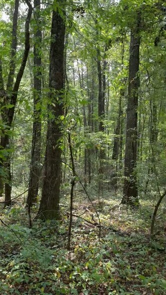 US Hwy 78, Eastaboga, AL à vendre - Vidéo sur l’inscription commerciale - Image 2 de 23