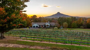 Pilot Mountain Vineyard Wedding Venue - Vignoble