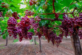 More details for Large Table Grape and Citrus Vertical – Land for Sale, Delano, CA