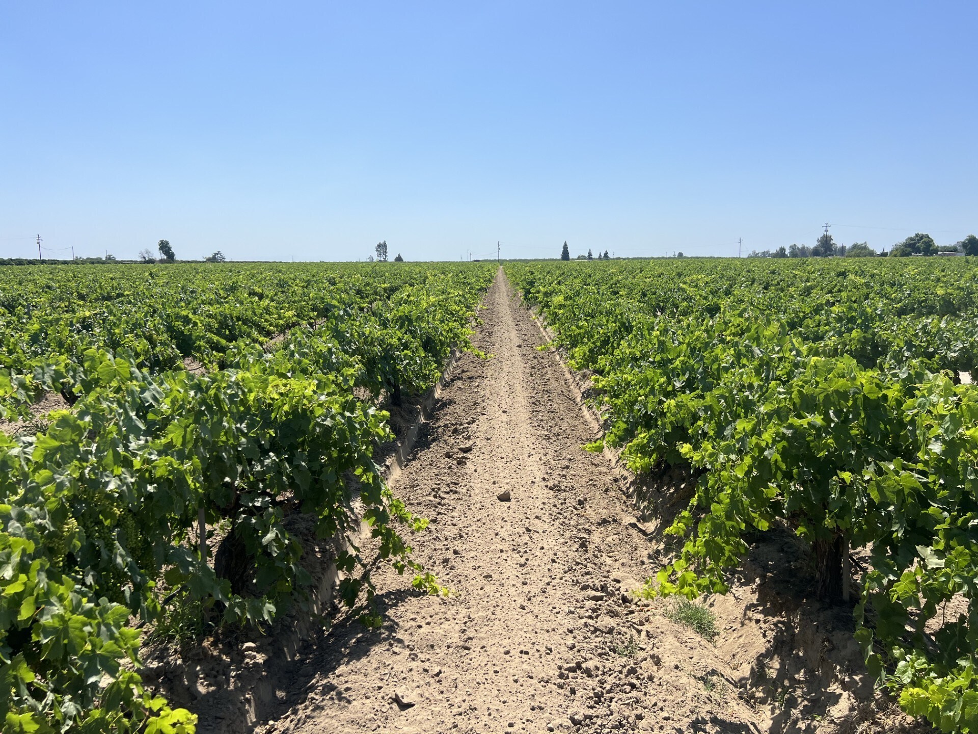 S. of Locan & Conejo Intersection, Kingsburg, CA à vendre Photo principale- Image 1 de 6