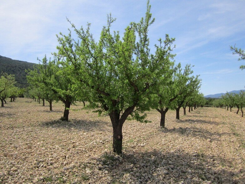 Land in San José, Yecla, Ayuntamiento, MURCIA for sale - Building Photo - Image 3 of 9