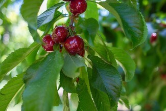 Plus de détails pour 0 Rock Pile Road, Arvin, CA - Terrain à vendre