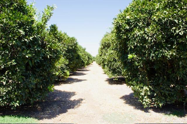 20015 Road 212, Lindsay, CA à vendre - Photo du bâtiment - Image 2 de 20