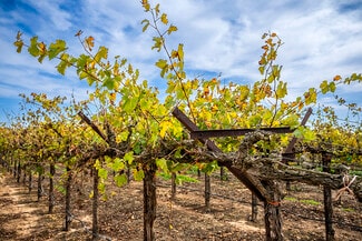 More details for Colony Ranch Vineyard, Wilton, CA - Land for Sale