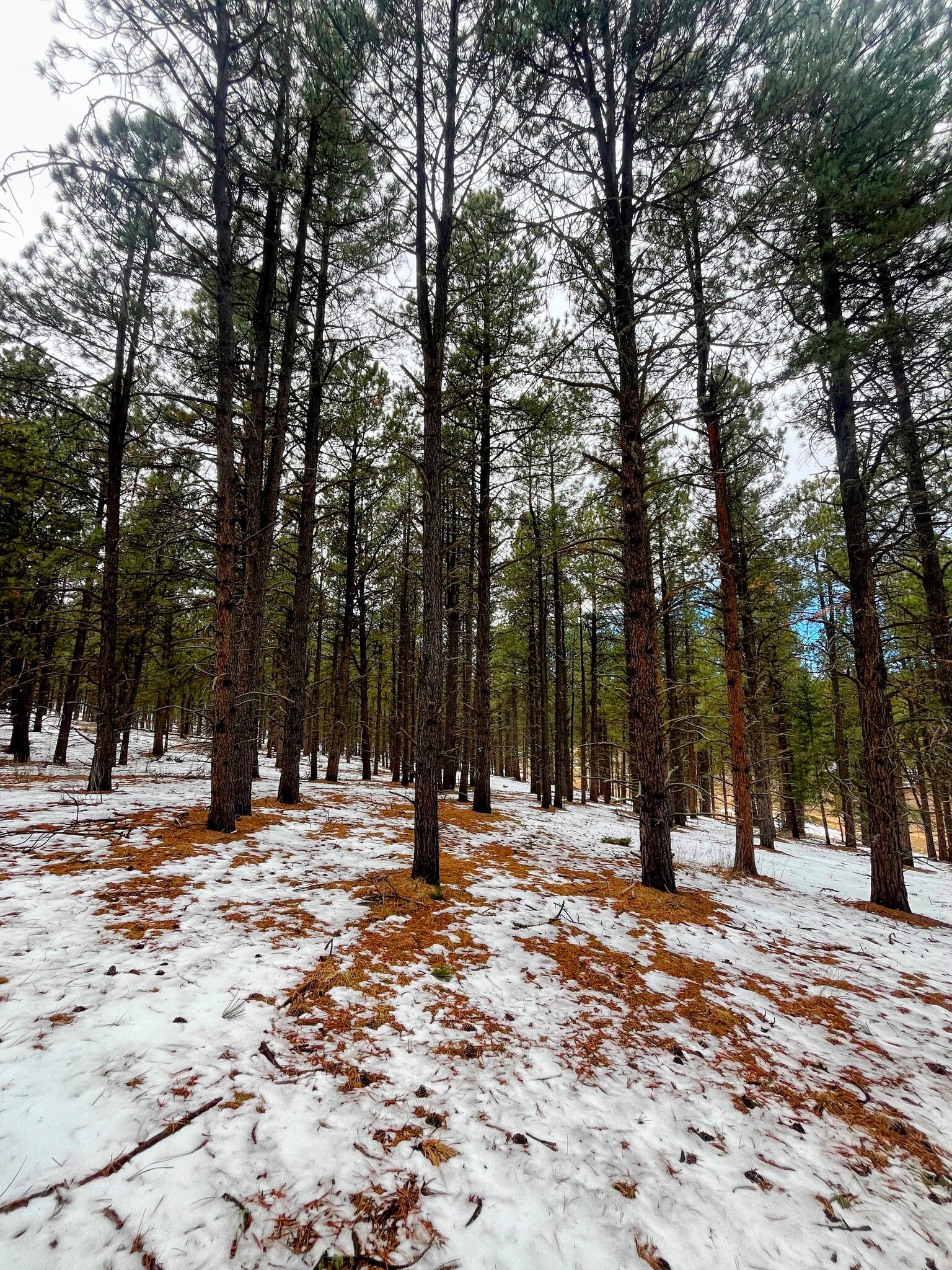 Lot 158 Valle Grande, Angel Fire, NM for sale Other- Image 1 of 9