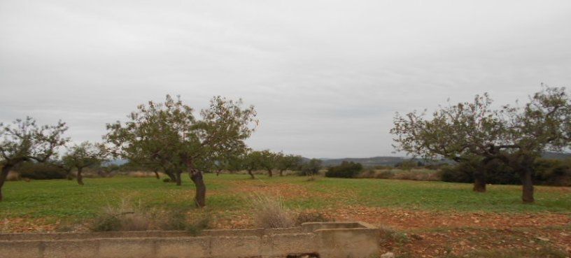 Land in Alcalà de Xivert, Castellón for lease - Aerial - Image 2 of 4