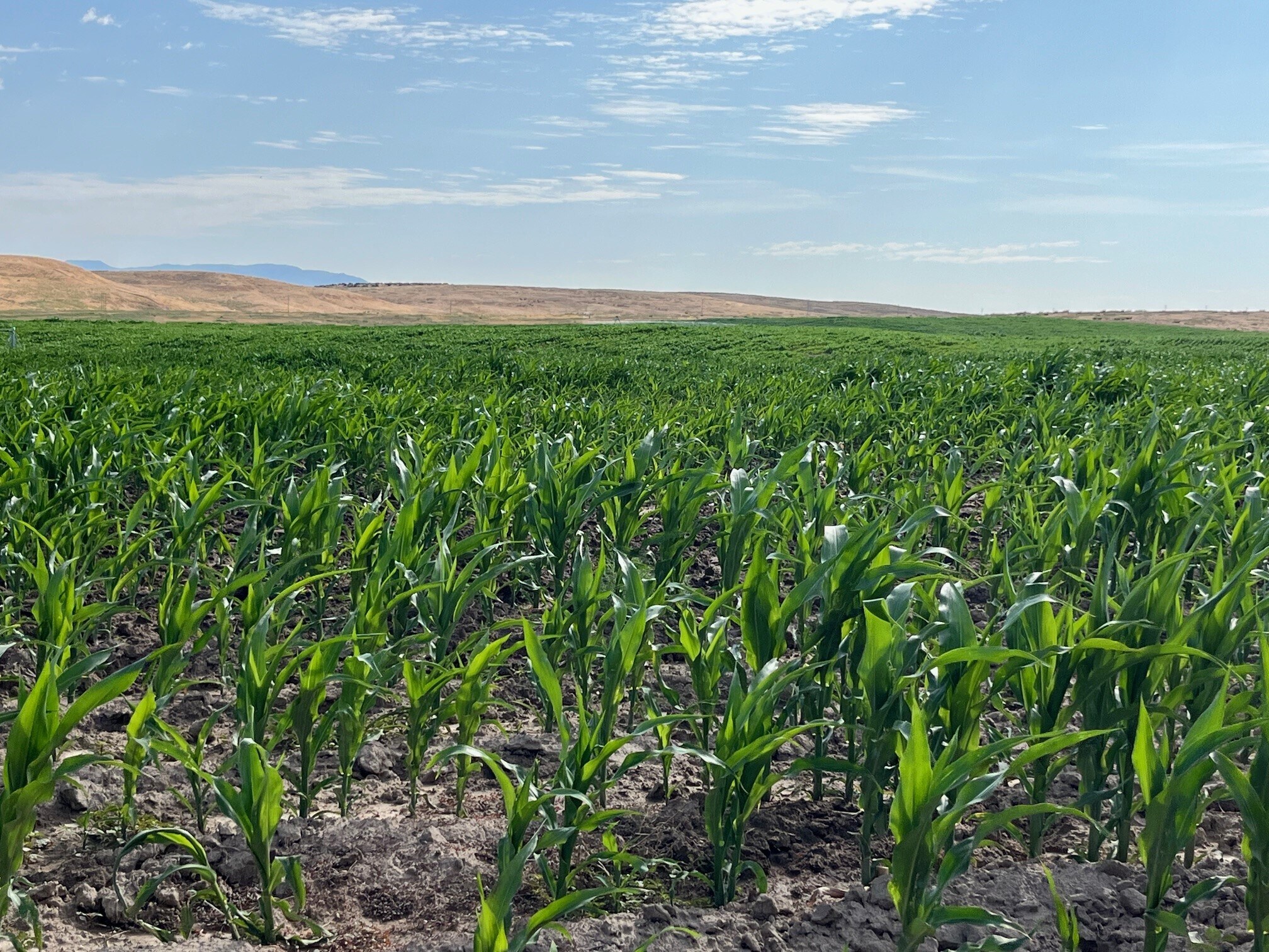 TBD Rockin B Lane, Emmett, ID à vendre Photo principale- Image 1 de 7