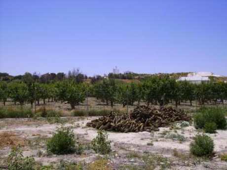 Land in Cehegín, Murcia for sale - Site Plan - Image 3 of 6