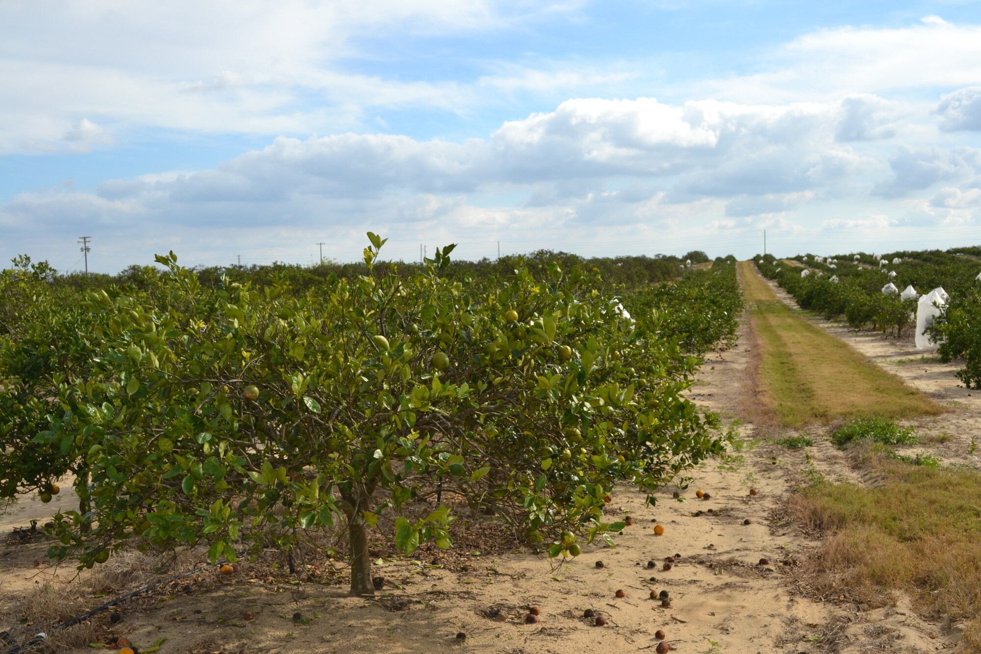 Scenic Highway, Babson Park, FL à vendre Photo principale- Image 1 de 18