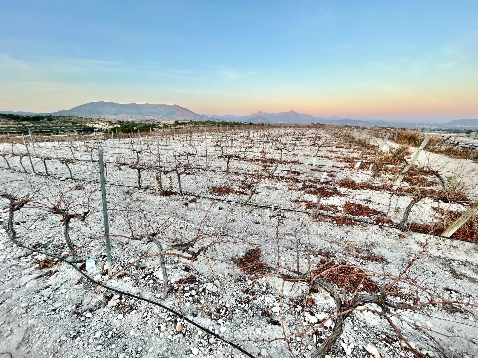 Land in Novelda, Alicante for sale Aerial- Image 1 of 5