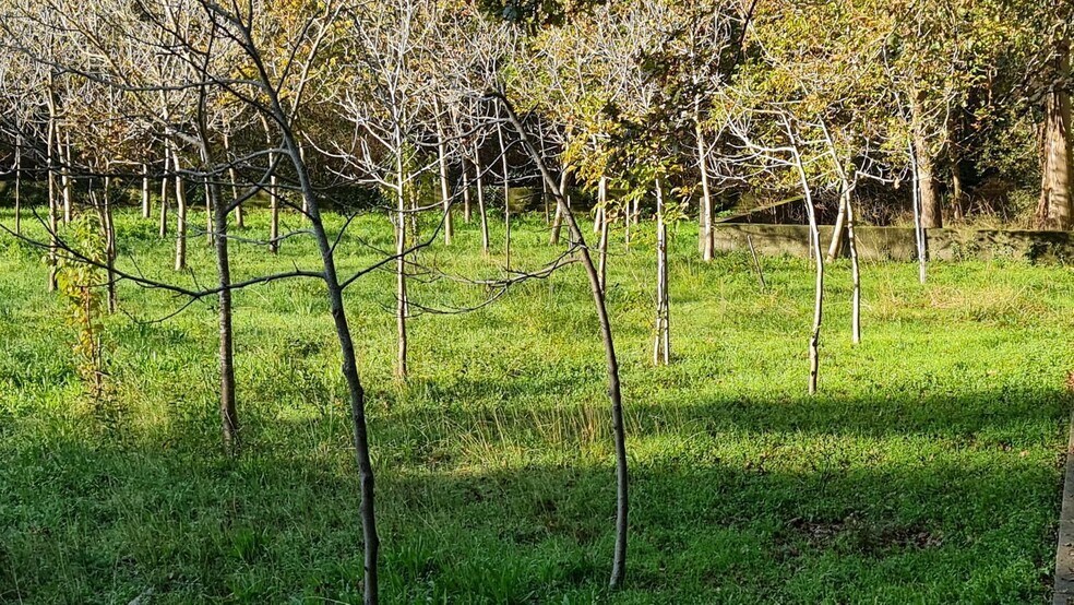 Land in O Rosal, Pontevedra for sale - Primary Photo - Image 2 of 34