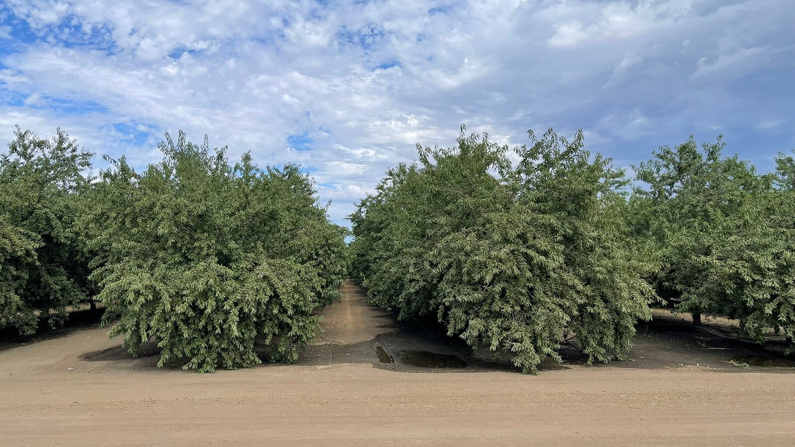 13601 Ave. 23 1/2, Chowchilla, CA for sale Primary Photo- Image 1 of 5
