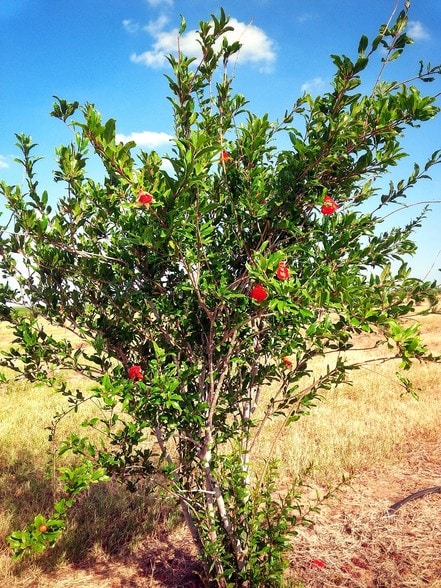 9846 CR 260, Realitos, TX à vendre - Photo du bâtiment - Image 2 de 15