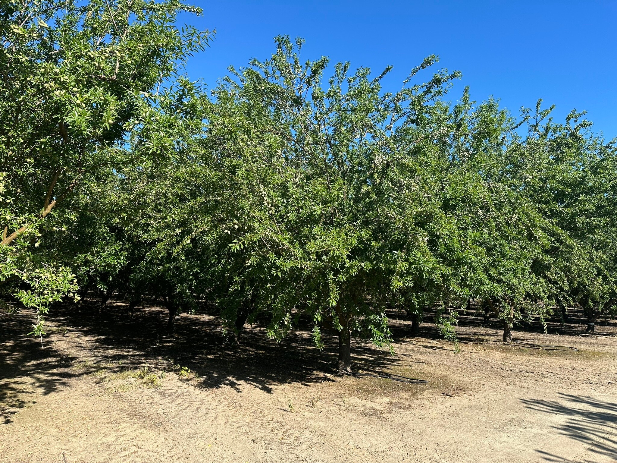E. side of S Chestnut N. of .E Mountain View ave, Selma, CA for sale Primary Photo- Image 1 of 8