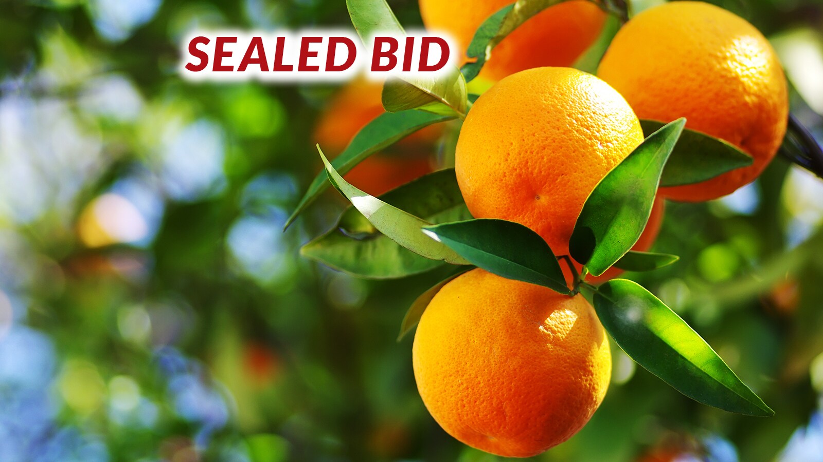 19716 E Trimmer Springs Rd, Sanger, CA à vendre Photo du bâtiment- Image 1 de 15