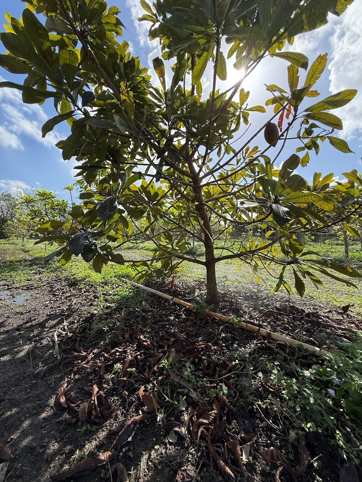 16455 SW 207th Ave, Miami, FL à vendre Photo principale- Image 1 de 27