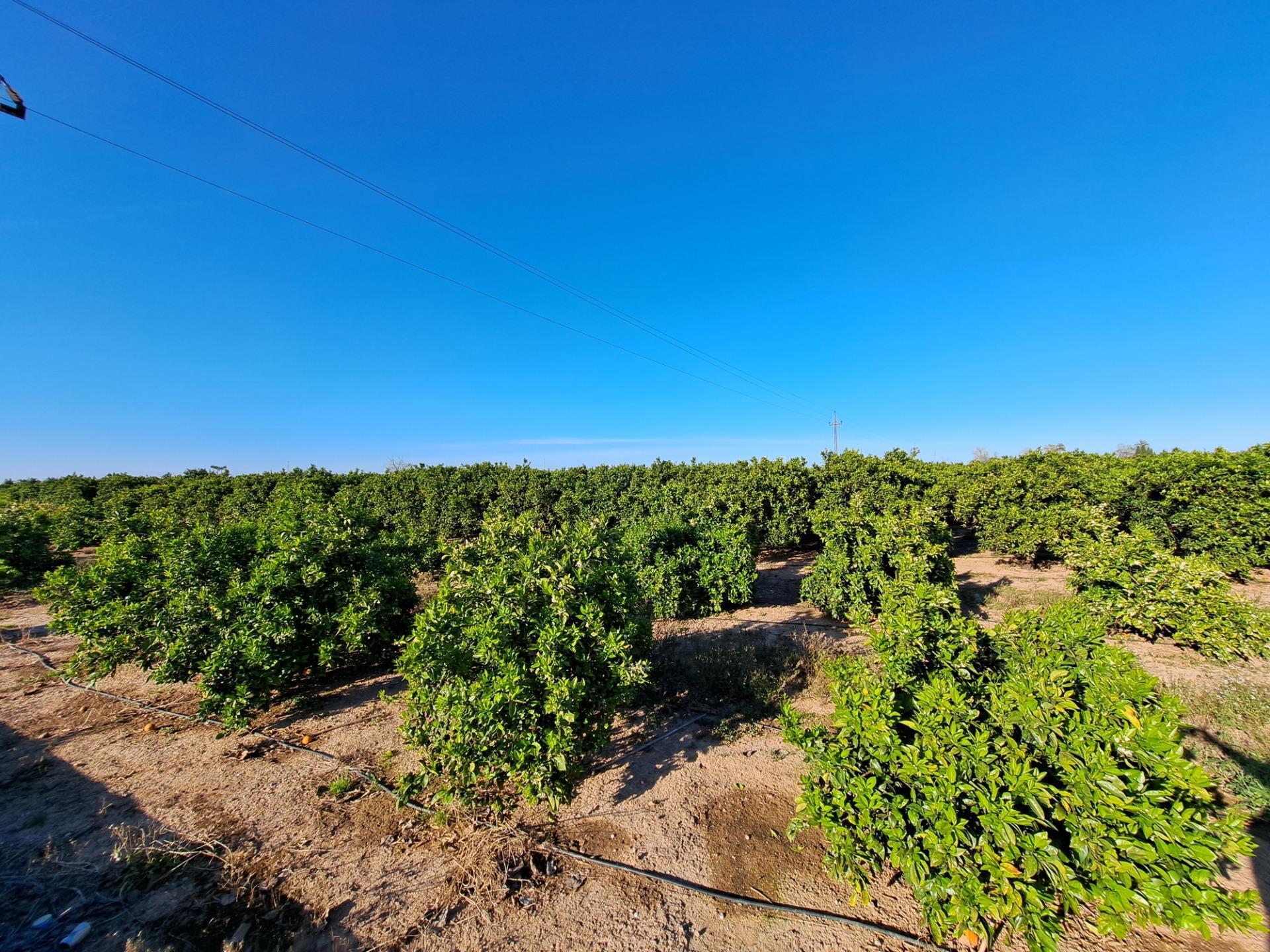 Terrain dans Alzira, Valencia à vendre Photo principale- Image 1 de 36