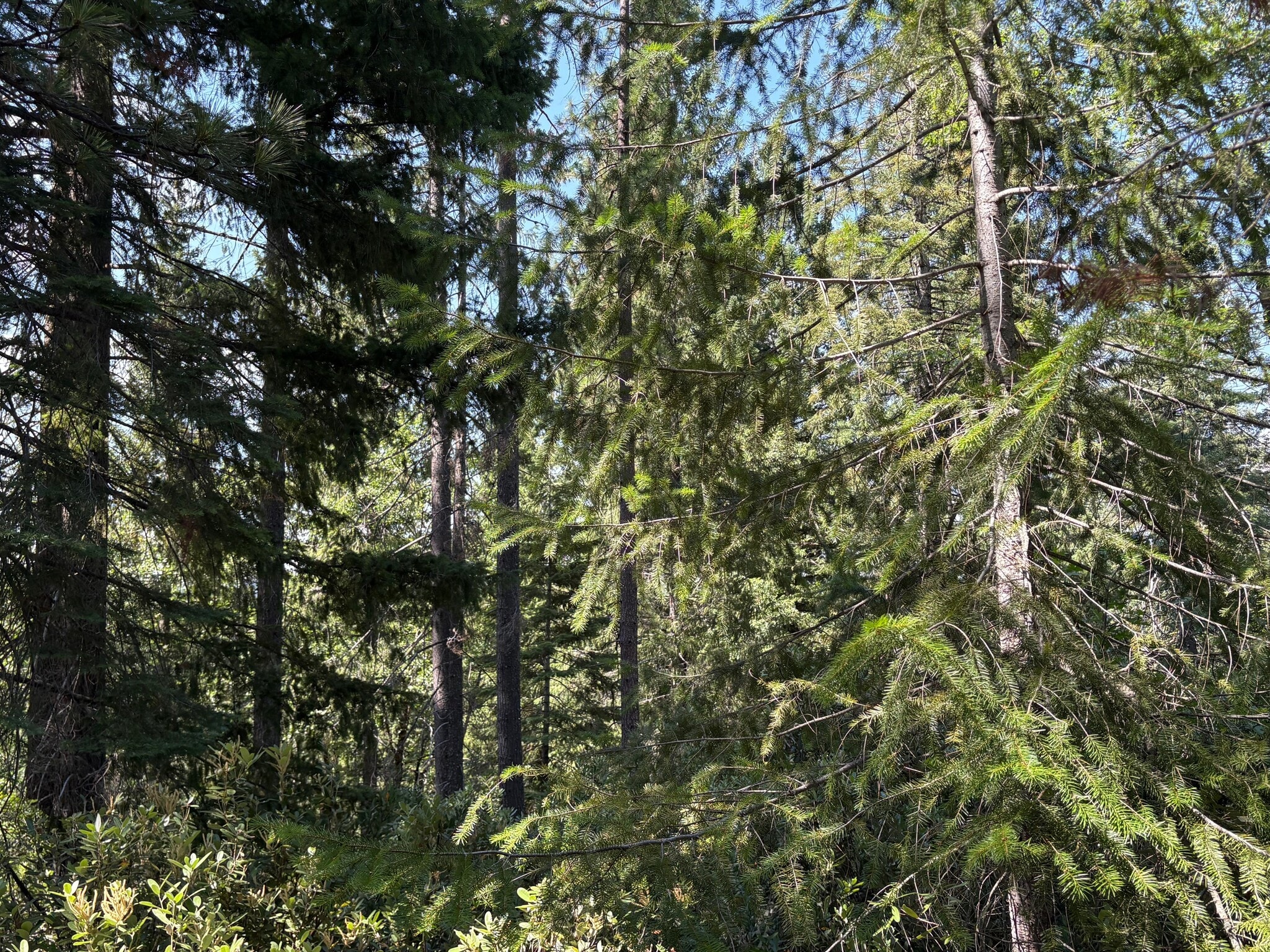 Castle Creek Rd, Mount Shasta, CA for sale Primary Photo- Image 1 of 7