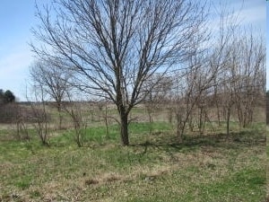 Plus de détails pour 60267 Century Dr, Cassopolis, MI - Terrain à vendre