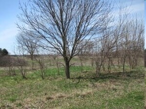 60267 Century Dr, Cassopolis, MI à vendre Photo principale- Image 1 de 3