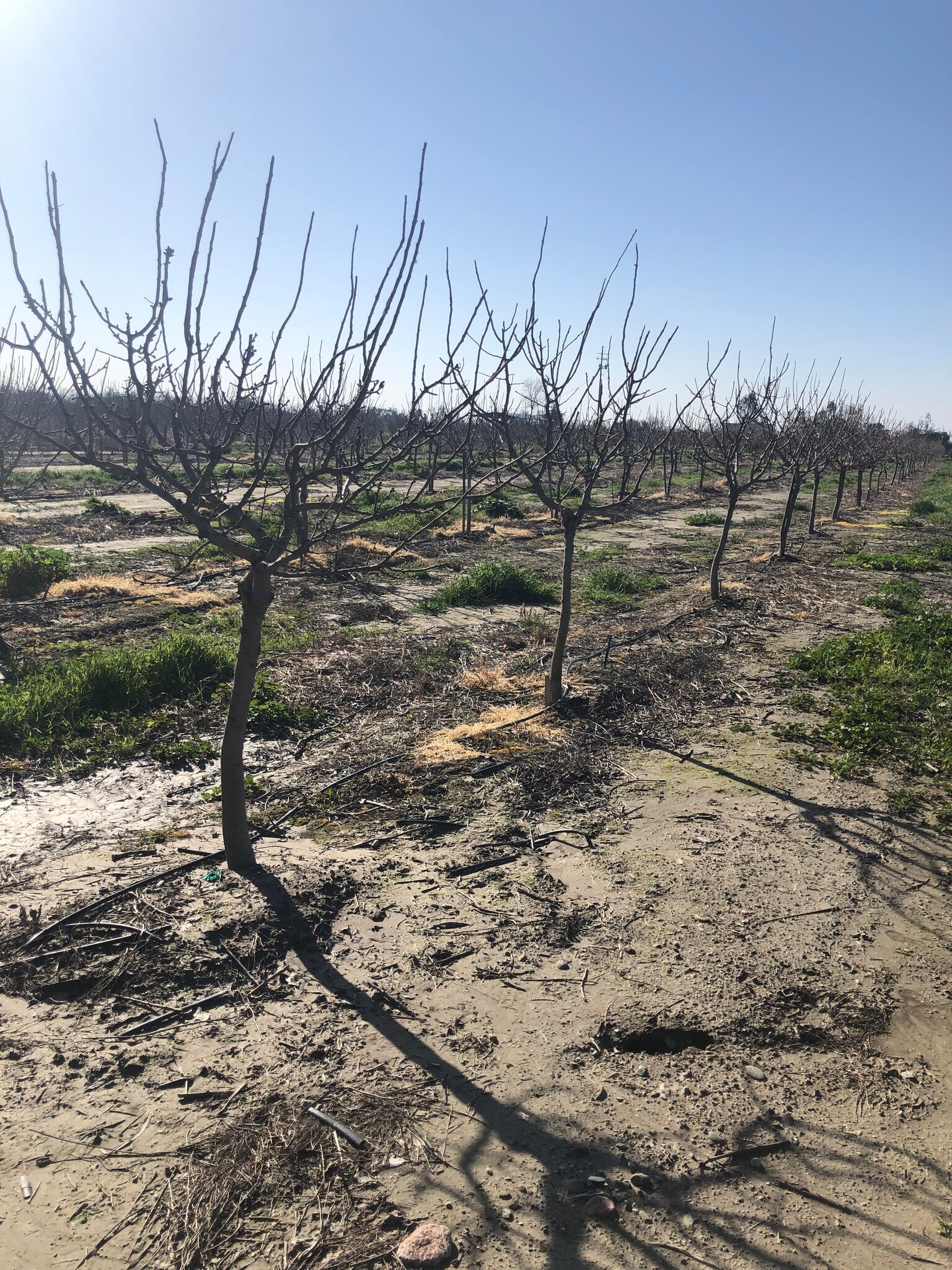 Santa Cruz, Corning, CA for sale Primary Photo- Image 1 of 4