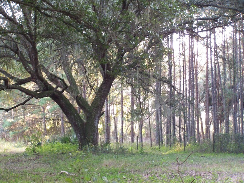 Powell Rd, Brooksville, FL à vendre - Autre - Image 2 de 8