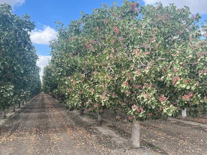 +/-154 Acre Pistachio Orchard - Idaho ave, Hanford, CA à vendre - Photo du bâtiment - Image 3 de 25