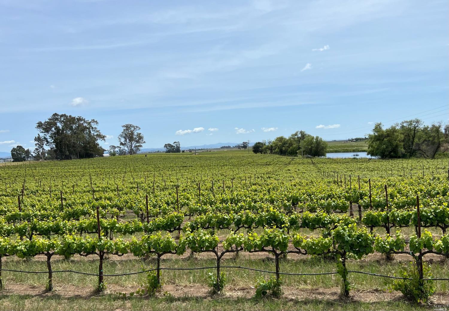 Las Amigas, Napa, CA à vendre Autre- Image 1 de 1