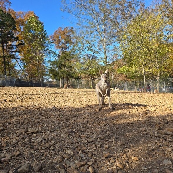 11698 US Highway 60, Van Buren, MO for sale - Building Photo - Image 2 of 15