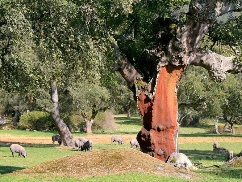 Terrain dans Mérida, Badajoz à vendre - Photo du bâtiment - Image 1 de 8