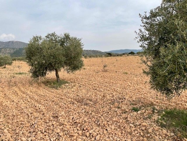 Land in Yecla, Murcia for sale - Primary Photo - Image 3 of 26
