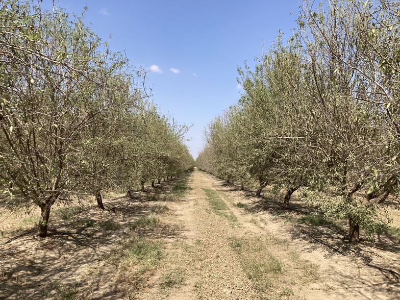 Sullivan Rd - Rosedale - Rio Bravo Almond Orchard, Bakersfield, CA for sale - Other - Image 2 of 3