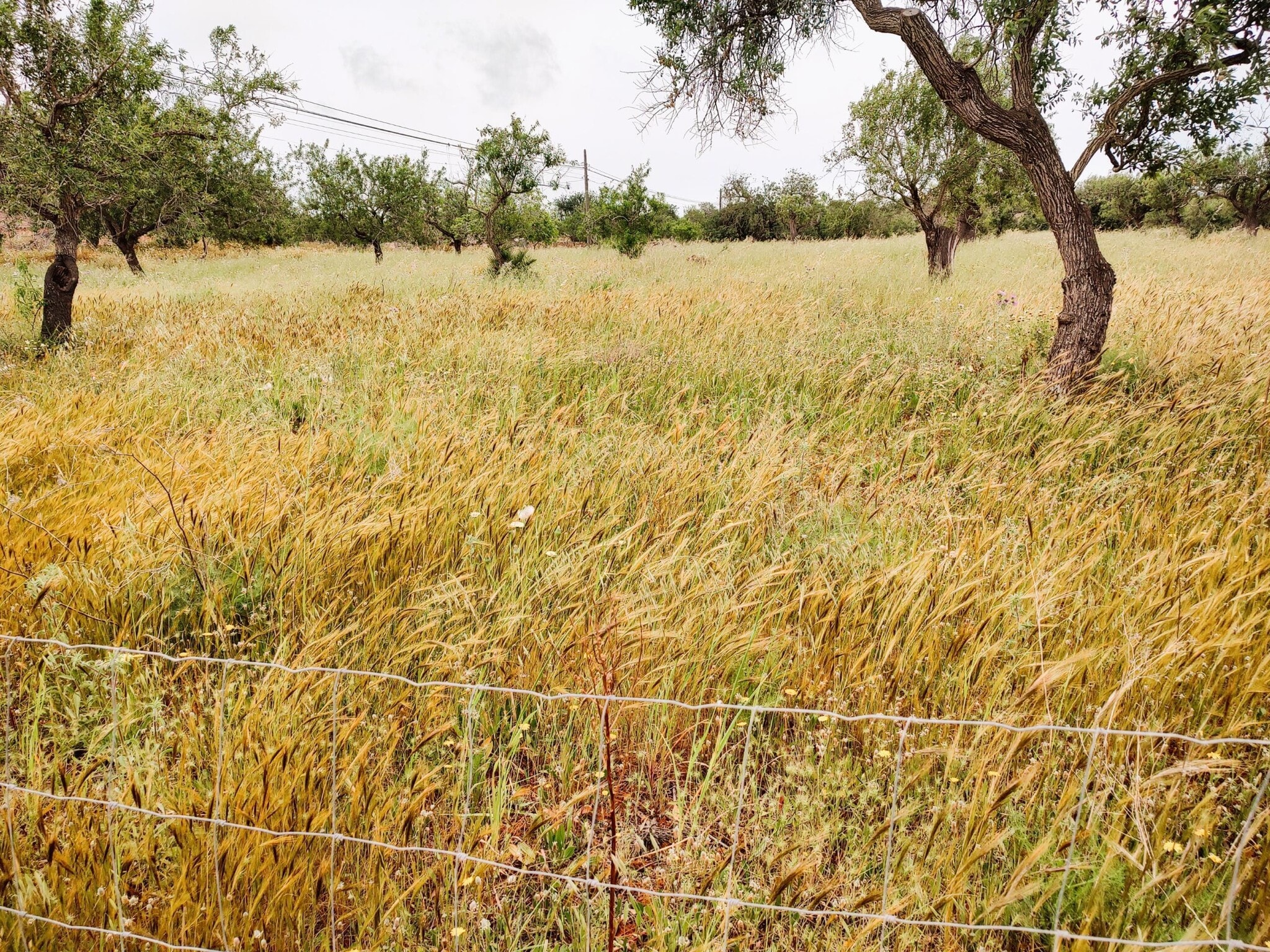 Land in Felanitx, Islas Baleares for sale Building Photo- Image 1 of 3