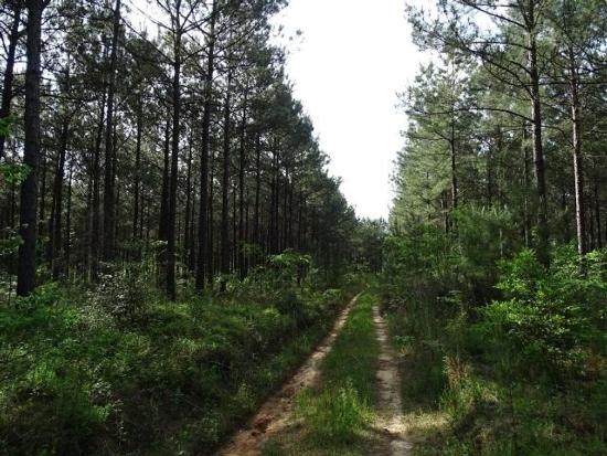 Courtney Rd, Lumberton, MS à vendre - Photo principale - Image 1 de 12