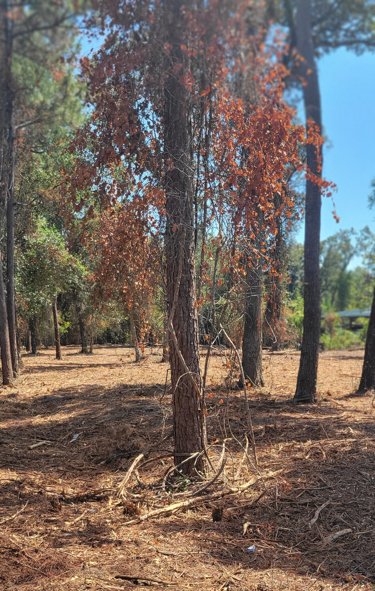 Crawfordville Highway, Crawfordville, FL à vendre Photo principale- Image 1 de 5