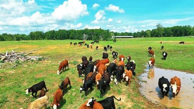 More details for 925 Sumac Rd, Pulaski, TN - Land for Sale
