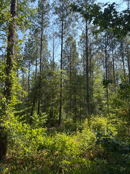00 Everett Chappell Rd, Mount Gilead, NC à vendre - Photo principale - Image 1 de 29