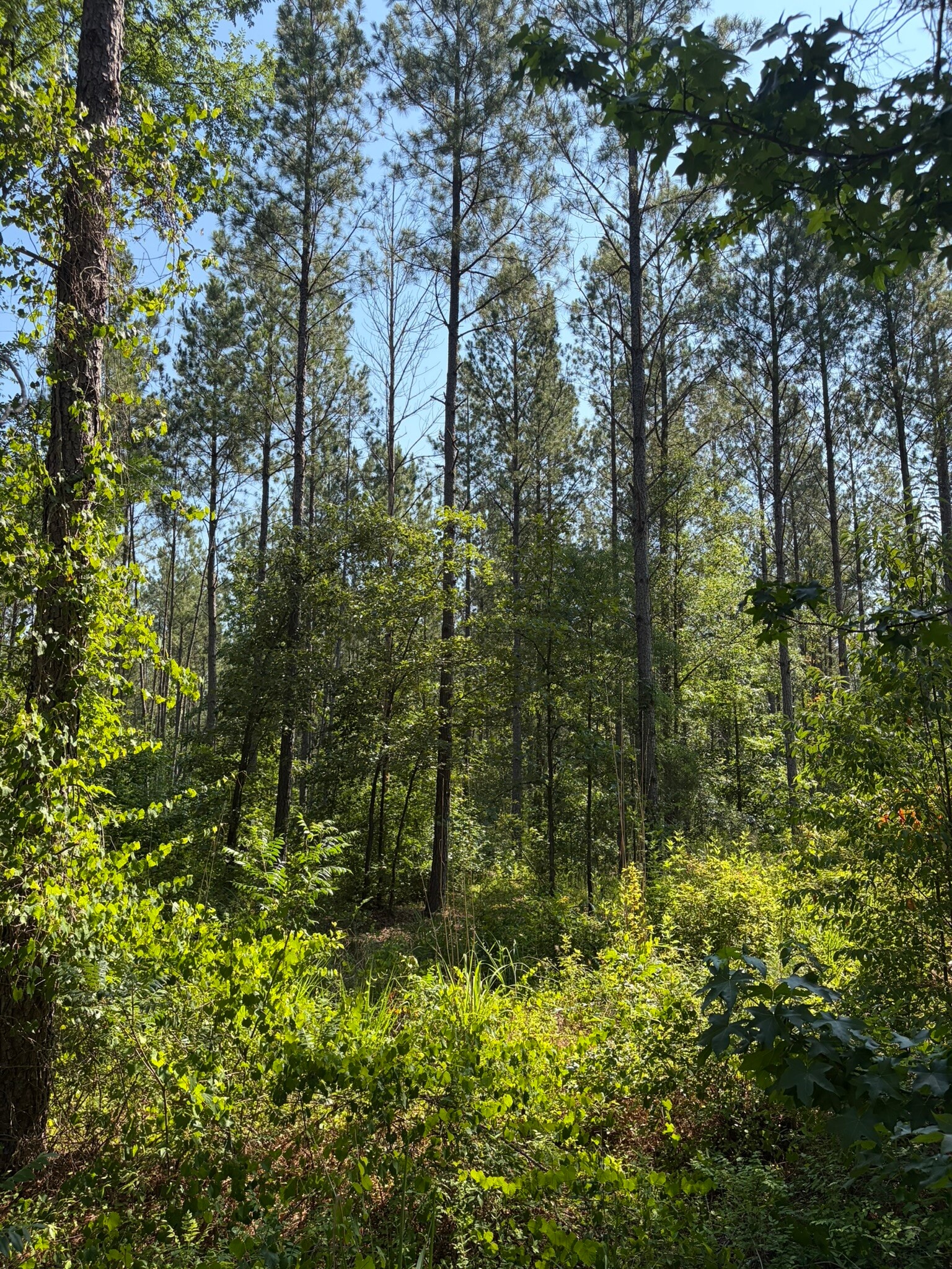 00 Everett Chappell Rd, Mount Gilead, NC for sale Primary Photo- Image 1 of 30