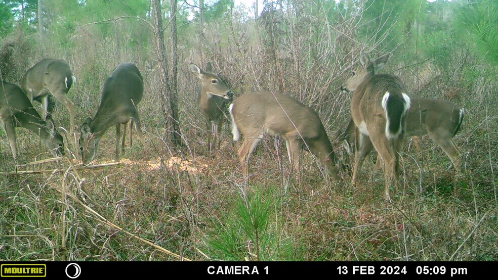 Solomon Dairy rd, Quincy, FL à vendre - Photo du bâtiment - Image 3 de 10