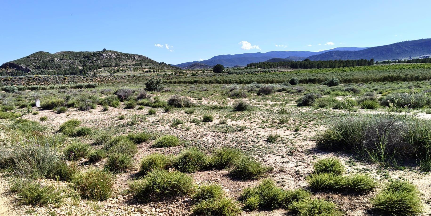 Land in Villena, Alicante for sale Site Plan- Image 1 of 5