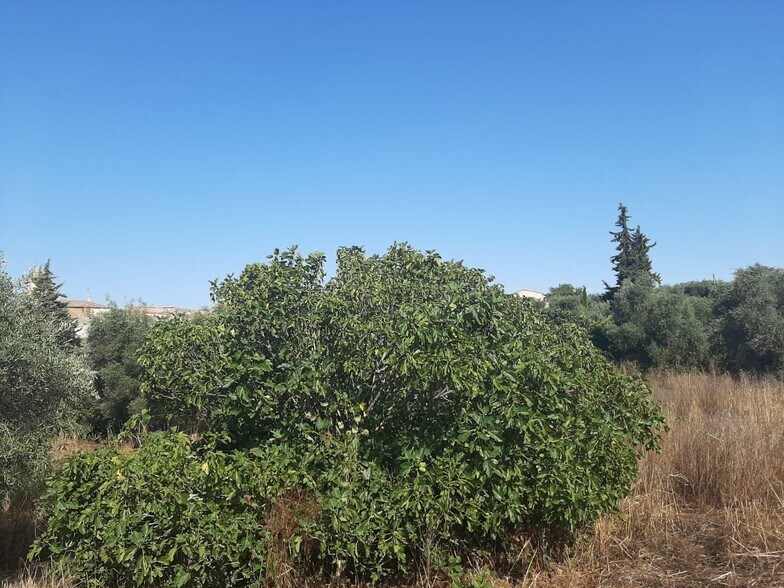 Land in Casas de Don Antonio, Cáceres for sale - Primary Photo - Image 2 of 12